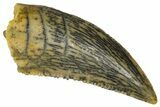 Serrated Raptor Tooth - Real Dinosaur Tooth #361060-1
